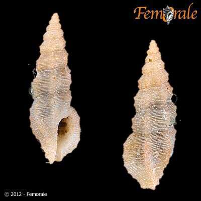 Image of Pseudorhaphitoma O. Boettger 1895