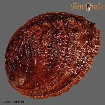 Image of Haliotoidea Rafinesque 1815