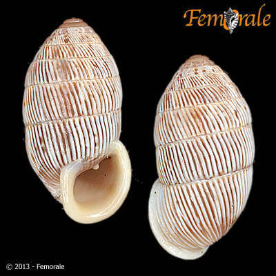 Cerionidae resmi