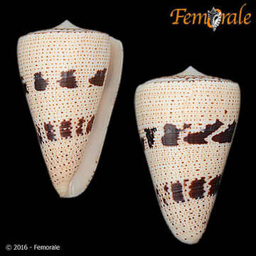 Image of cone snails