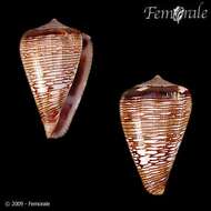 Image de Conus crotchii Reeve 1849