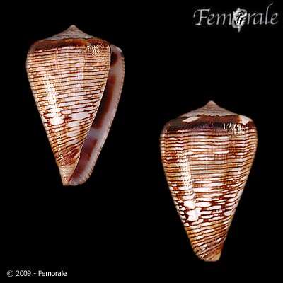 Image of Conus crotchii Reeve 1849