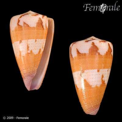 Image of cone snails