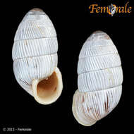 Cerionidae resmi