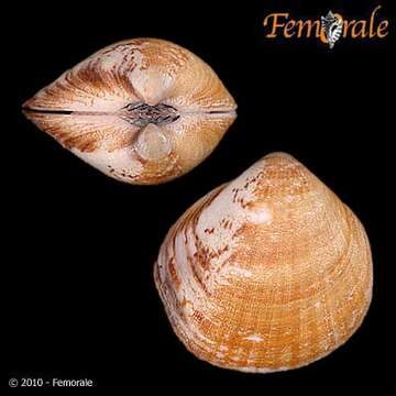 Image of Glycymerididae Dall 1908