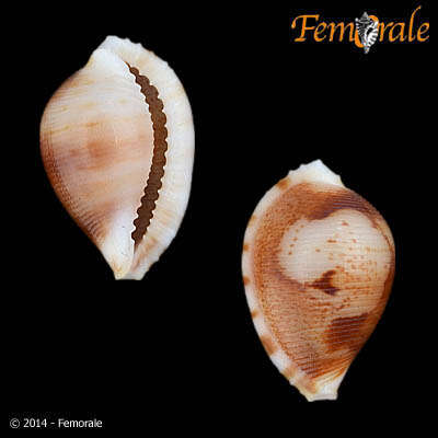 Image de Pseudocypraea Schilder 1927