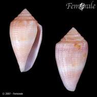 Image of Conus cuna Petuch 1998