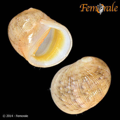 Image of <i>Nerita rumphii</i> Recluz 1841
