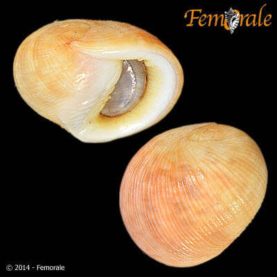 Image of <i>Nerita rumphii</i> Recluz 1841
