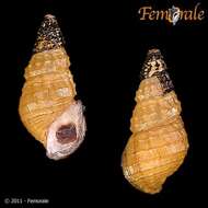 Image of unclassified Gastropoda