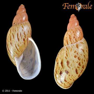 Imagem de Eumecostylus E. von Martens 1860