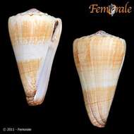 Image of cone snails