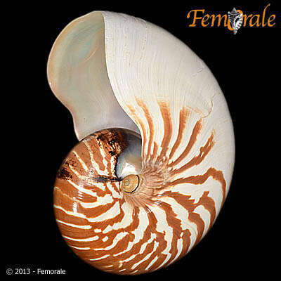 <i>Nautilus macromphalus</i> Sowerby 1849 resmi