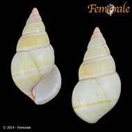 Image of Orthalicidae