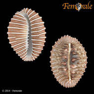 Image of Neotaenioglossa