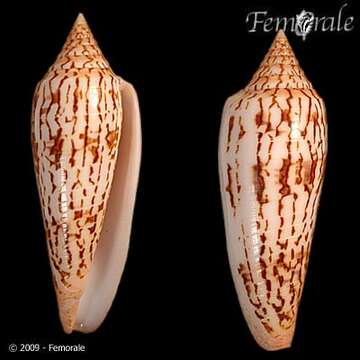 Image of Conus ranonganus da Motta 1978