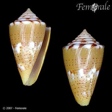 Image of Conus ziczac Megerle von Mühlfeld 1816