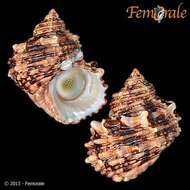 Image of turban snail