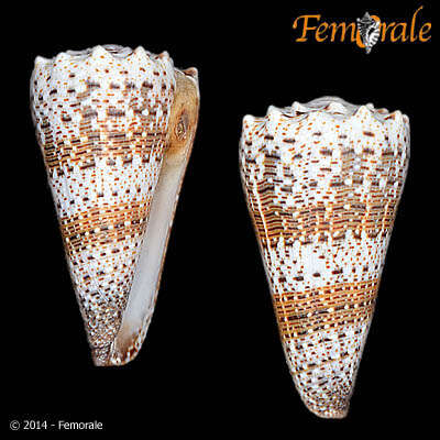 Image of Conus Linnaeus 1758