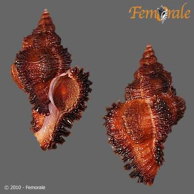 Image of Chicoreus monicae Bozzetti 2001