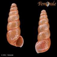 صورة Buliminidae