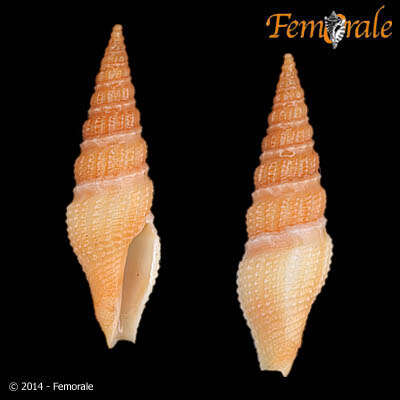 Image of Pseudomelatomidae J. P. E. Morrison 1966