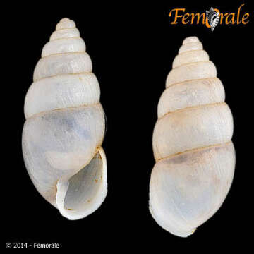 Image of Simpulopsidae