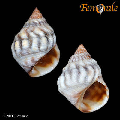 Image of Echinolittorina Habe 1956