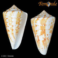 Image of Conus Linnaeus 1758