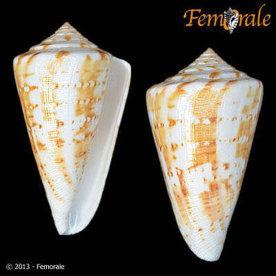 Image of Conus Linnaeus 1758