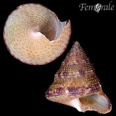 صورة Calliostoma Swainson 1840