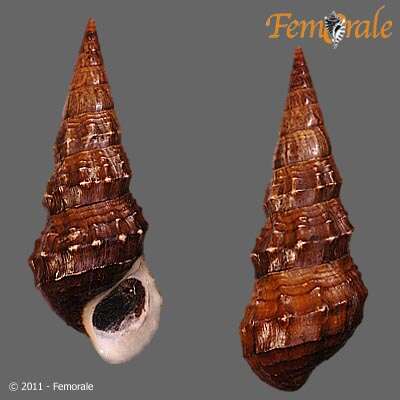 Plancia ëd Pachychilidae