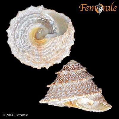 Image of turban snails