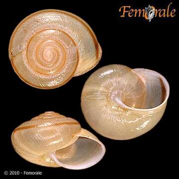 Imagem de Helminthoglyptidae