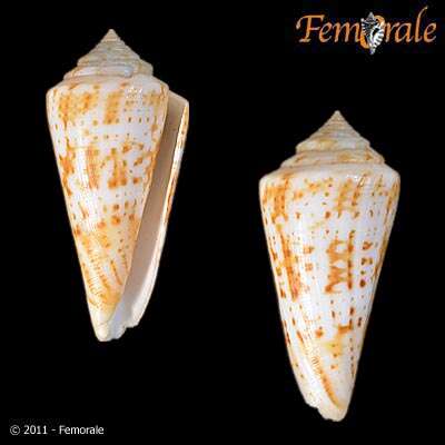 صورة Conus lemniscatus Reeve 1849