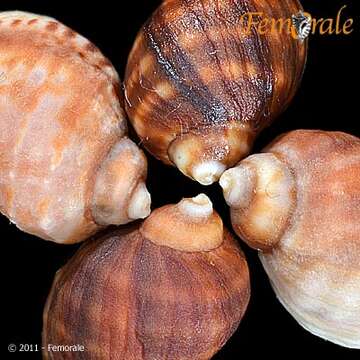 Image of dog whelks