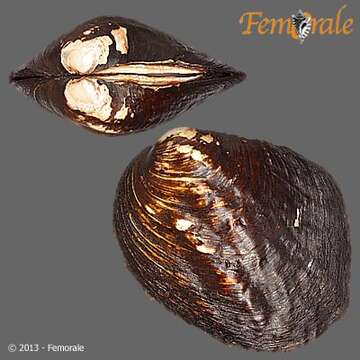 Image of Amblema Rafinesque 1820