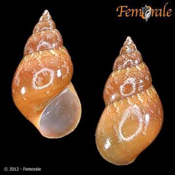 Image of pheasant shells