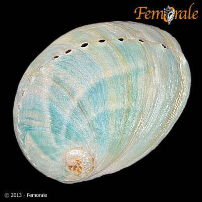 Image of Haliotoidea Rafinesque 1815