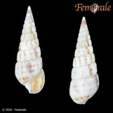 Image de unclassified Gastropoda