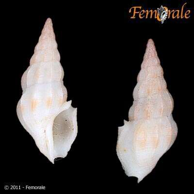 Image of Turridae H. Adams & A. Adams 1853