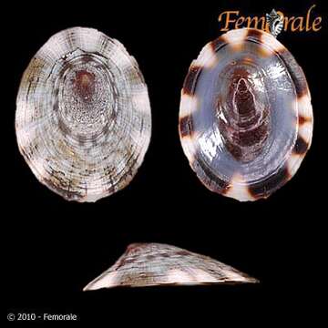 Image of tortoiseshell limpets