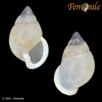 Image de Partulidae