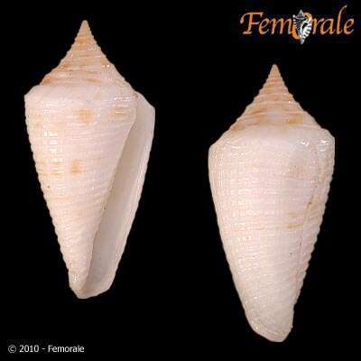 Image of Conasprella Thiele 1929