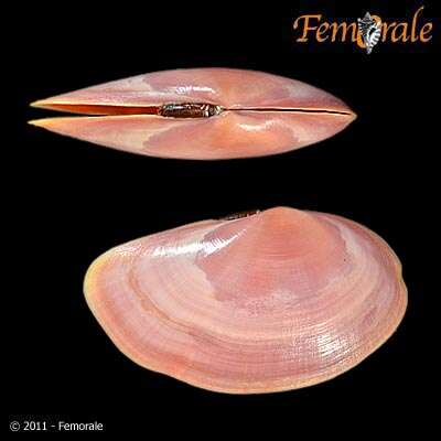 Imagem de Psammobiidae J. Fleming 1828