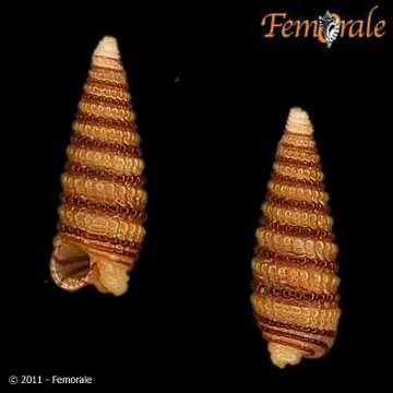 Image of Mastonia cingulifera (Pease 1861)