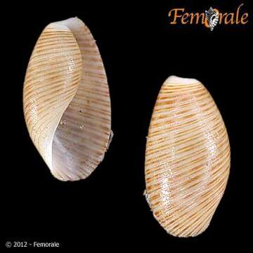 Image of Scaphandridae G. O. Sars 1878