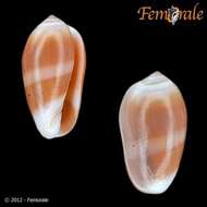 Image of margin snails