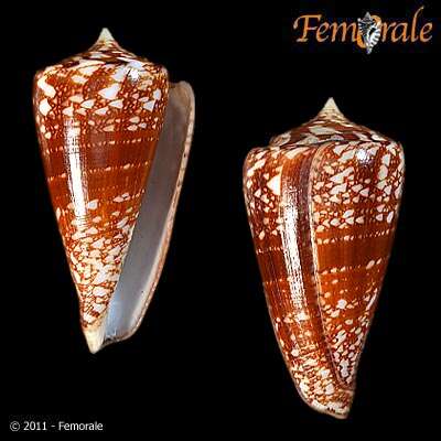 Conus amadis Gmelin 1791的圖片