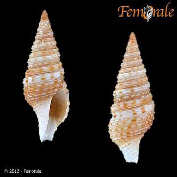 Xenoturris gemmuloides Powell 1967 resmi